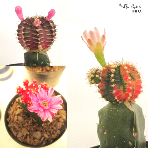 Cara Membuat Kaktus Cepat Berbunga By Bella Spina Indoorplant Store Bella Spina Indoorplant Store