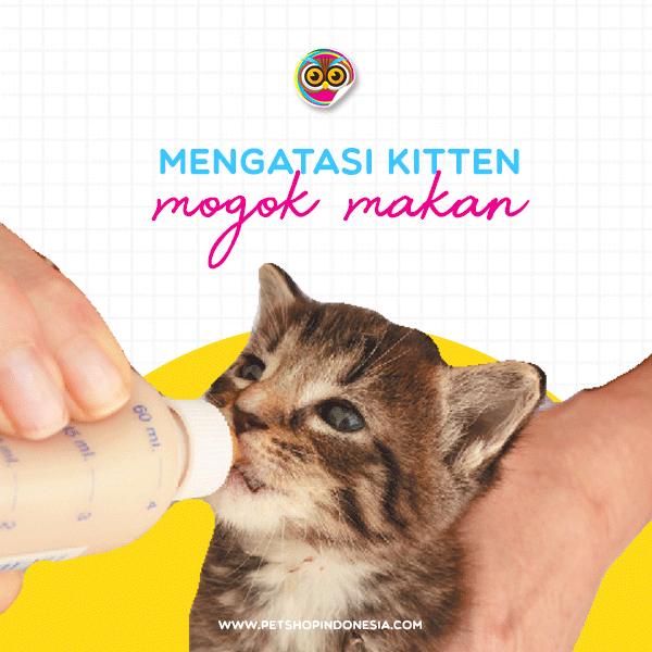 Cara Menggemukkan Kucing dengan Benar - Petshop Indonesia