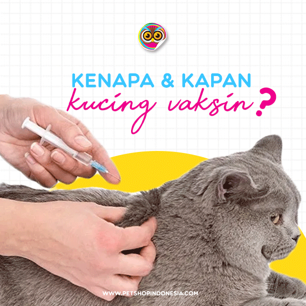 Pahami Jenis dan Cara Mengobati Kucing Muntah - Petshop Indonesia