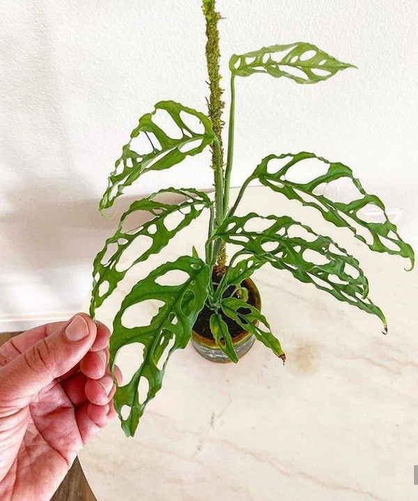  Monstera  Tanaman  Hias  yang  Memiliki Keunikan Tersendiri 