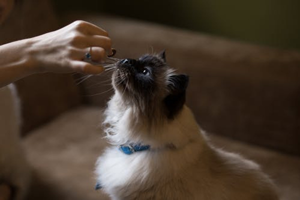 cara membuat makanan untuk kucing mudah dan praktis - SanGreat Store