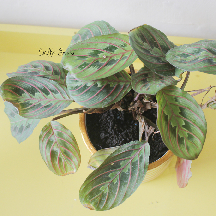 Calathea Marantha Bella Spina