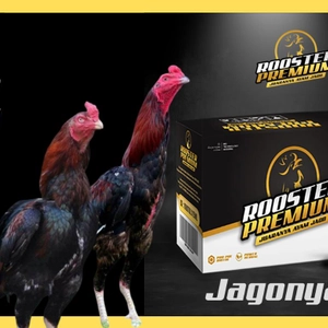Rooster Premium