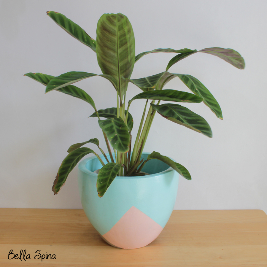 Calathea Zebrina Rimbun