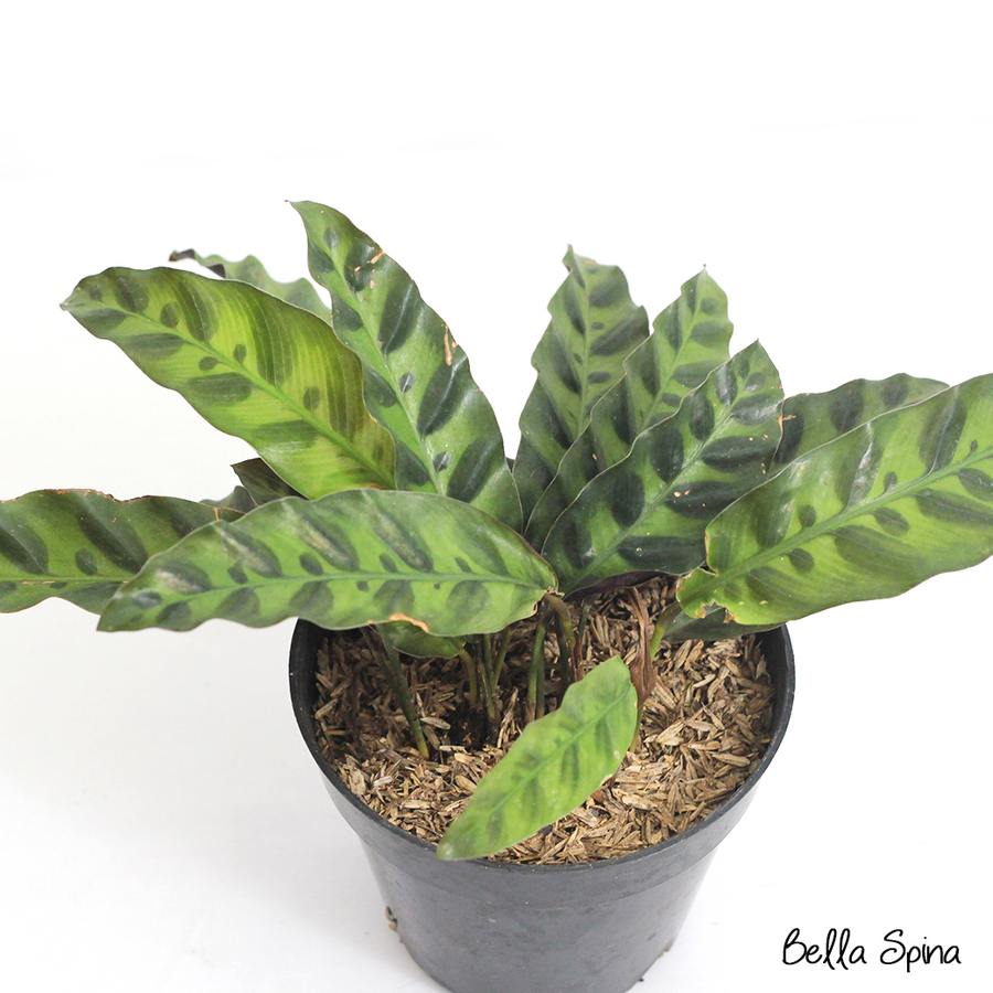  calathea  marantha bella spina