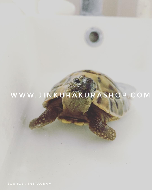 Cara Merawat Kura Kura Darat Mandi Toko Makanan Kura Kura Terbaik Wa 0811 2200 833 Jin Kura Kura Shop